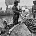 Japanese sailors and caught Russian mines
